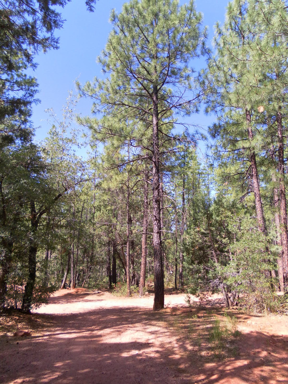 The Music of Life: Ponderosa Pines