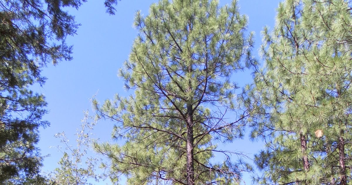 The Music of Life: Ponderosa Pines