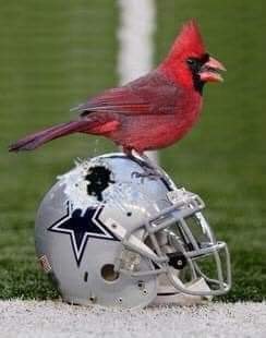 cowboys cardinals memes｜TikTok Search