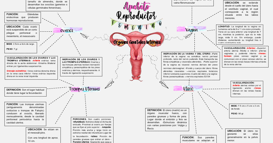 Aparato Reproductor Femenino Externo E Interno miriamdl8amorfo.blogspot.com