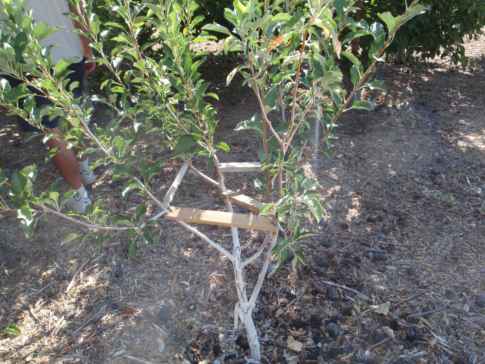 Xtremehorticulture of the Desert Use Limb Spreaders on Fruit Trees Now