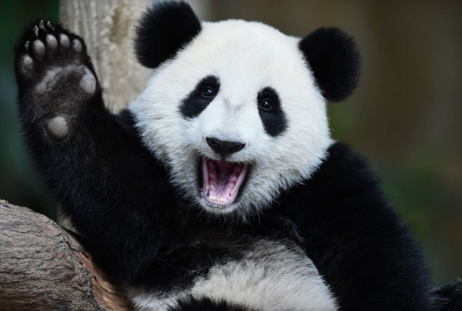 Gambar Binatang Panda Yang Lucu