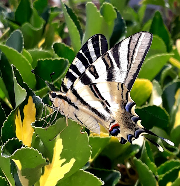 Borboleta - a Bella e o Mundo