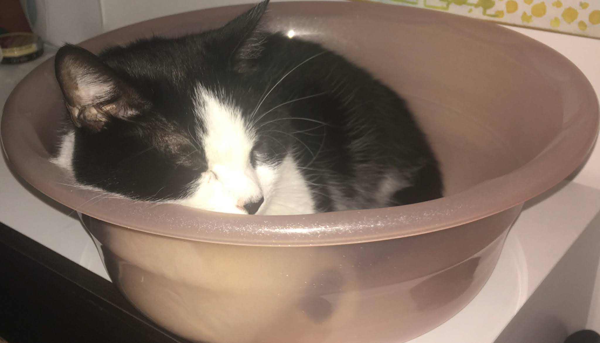 Why are cats so popular? It's envy, guys