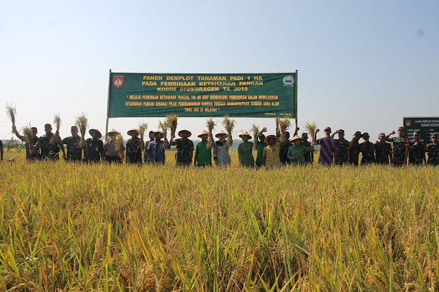 Panen Raya Padi Inpari 32 Seluas 1 Ha