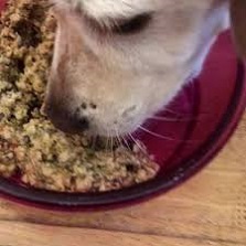 flohsamenschalen fur hunde einweichen