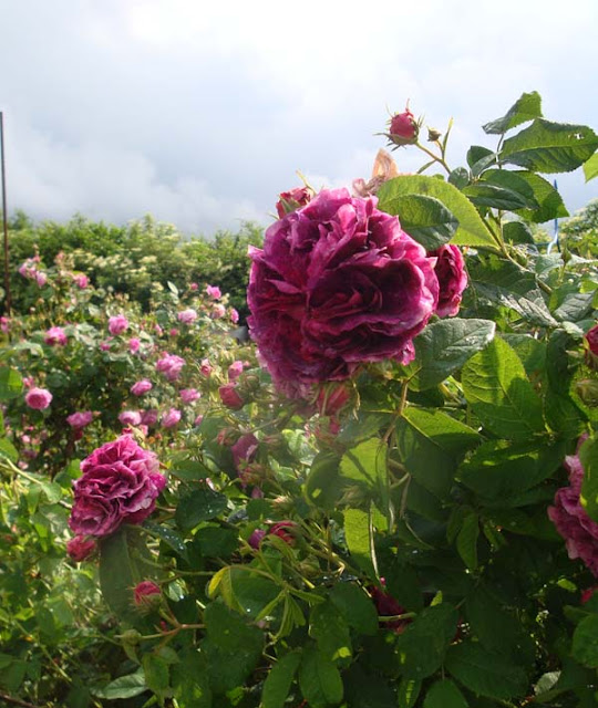 Jankes Soulfood April 2015