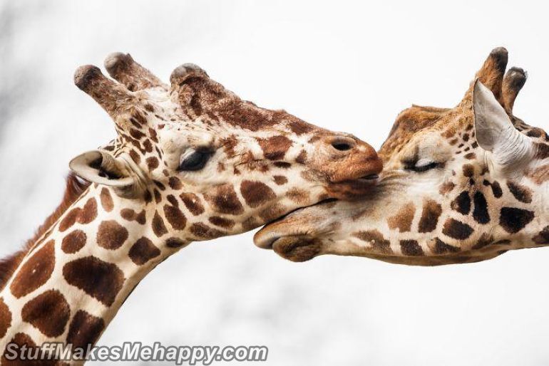 Sometimes Animals Can Be More Loving Than Humans, and Here Are 17 Adorable Animal Pictures to Prove It