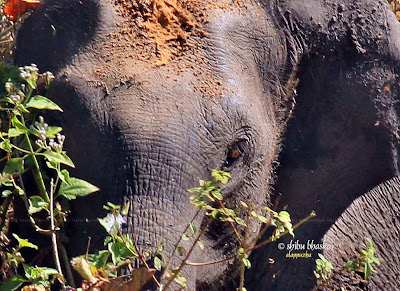 Juvenile Elephant