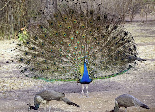 peacock dream meaning, peacock in dream
