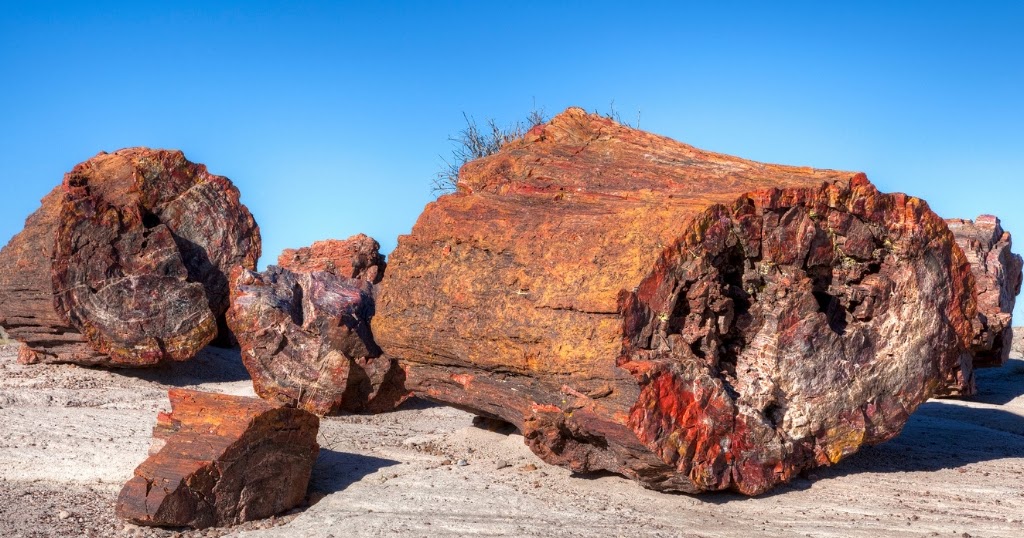 FOSSIL HUNTRESS PETRIFIED WOOD