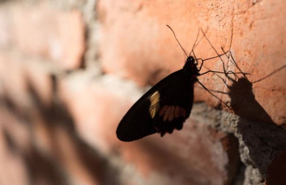 35+ Pertanda apa kalau ada kupu kupu hitam masuk ke dalam rumah information