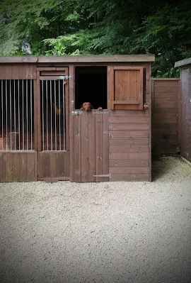 Chili the Dog at Mount Falcon estate in County Mayo, Ireland