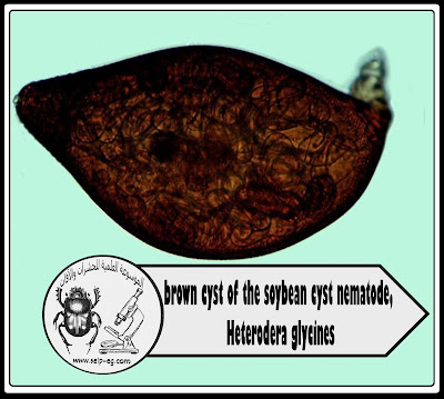 نيماتودا الحوصلات Cyst nematode