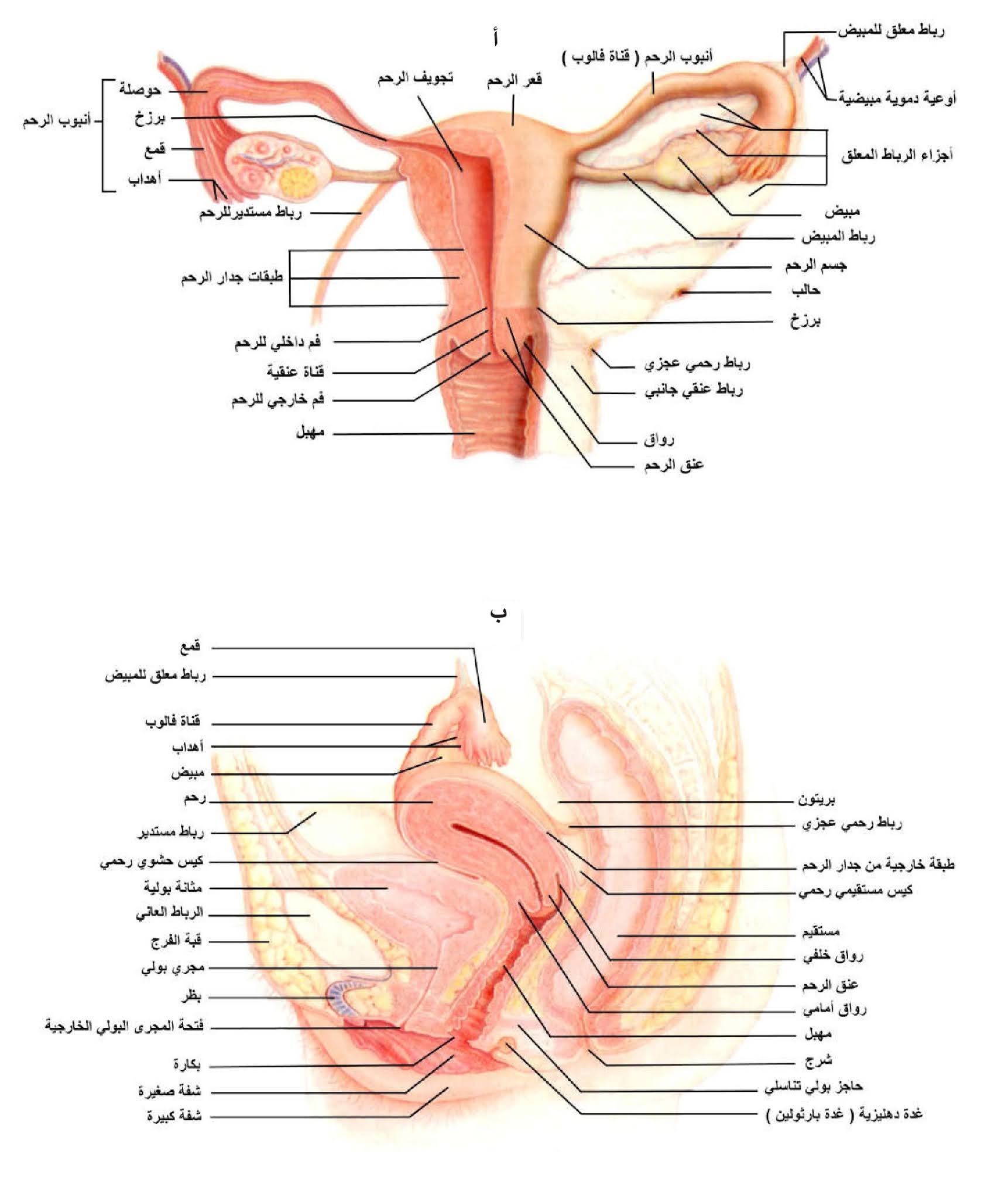 الشكل 22 - 10: أ) تركيب الجهاز التناسلي الأنثوي، ب) مقطع طولي في جسم أنثى يبين تركيب الجهاز التناسلي في موقعه.