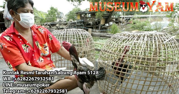 Resep Rahasia Jamu Ayam Bangkok Aduan Dari Botoh Tua