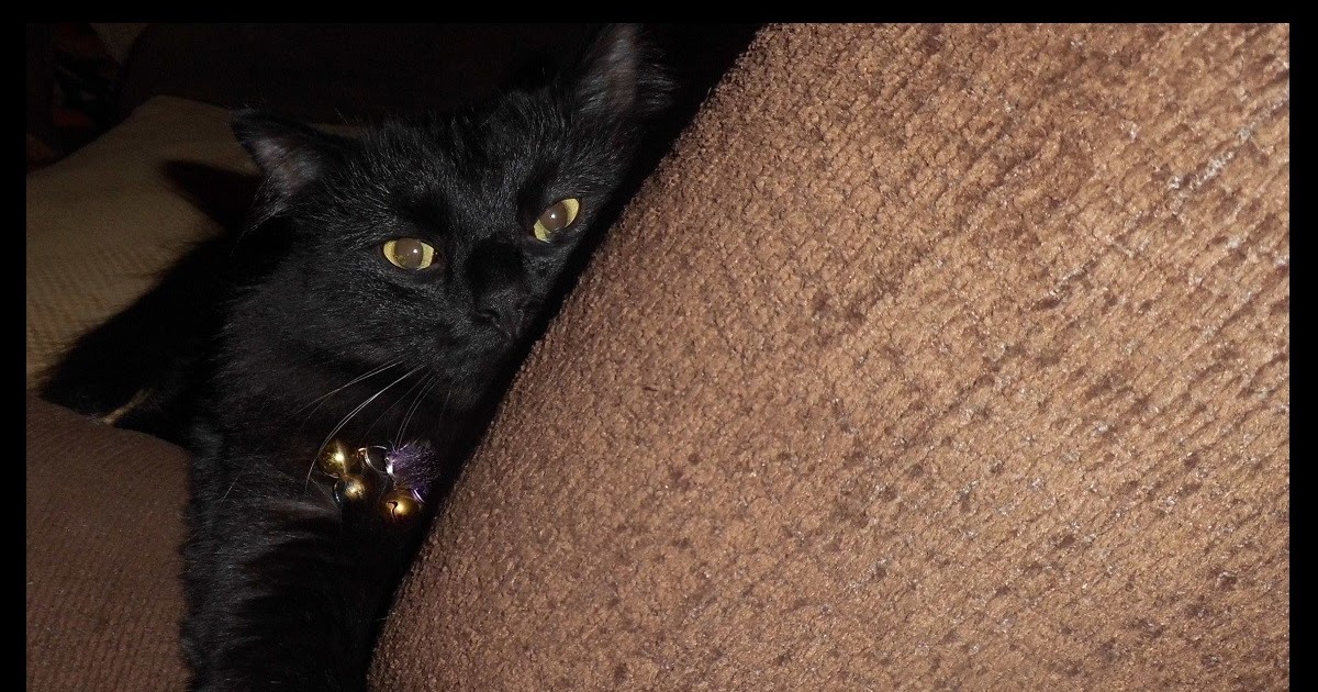 The Ark Animal Photography by Mason WHAT WAS IT LIKE TO BRING A FERAL