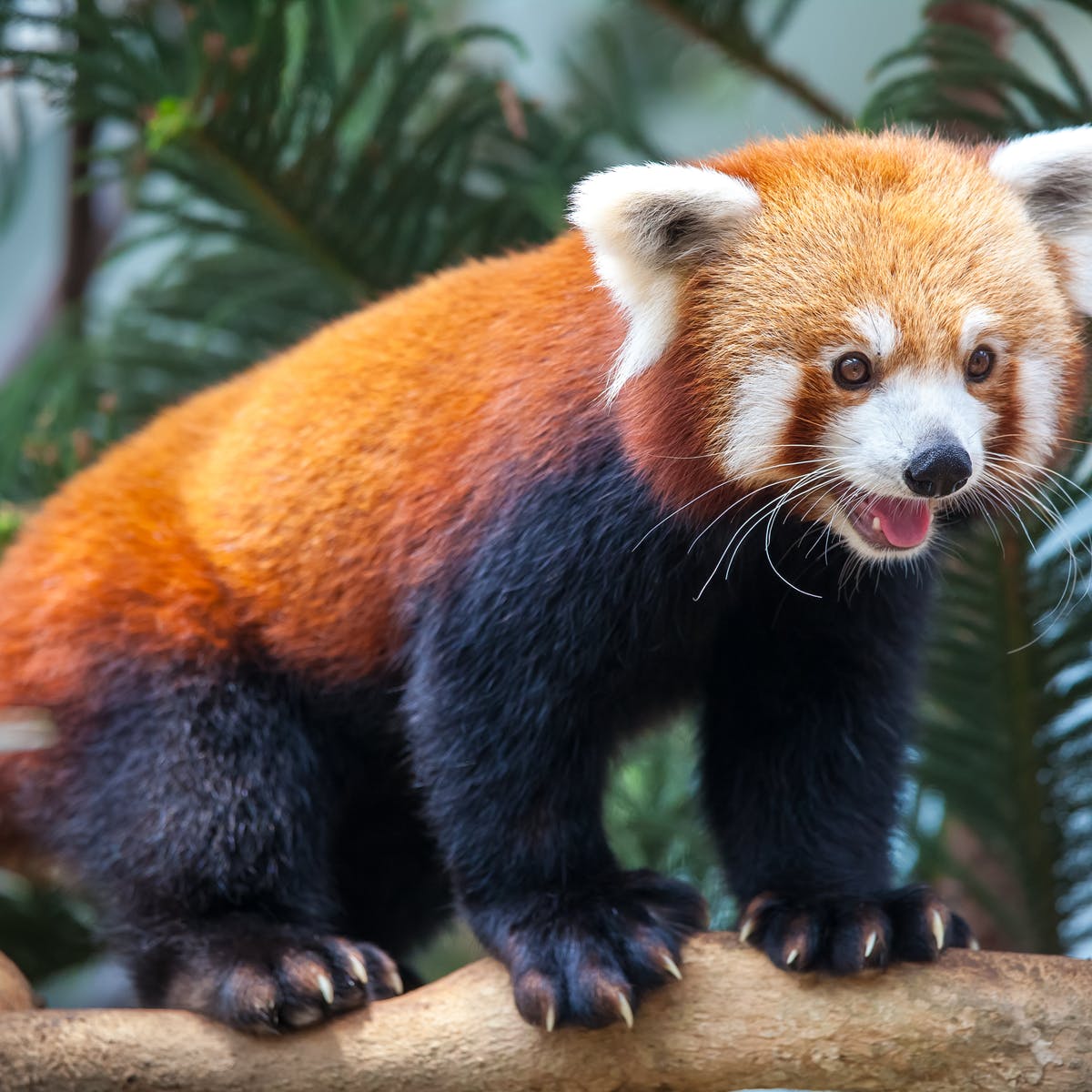 Why are Red pandas endangered? Red panda characteristics