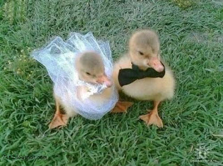 duck%2B%252813%2529