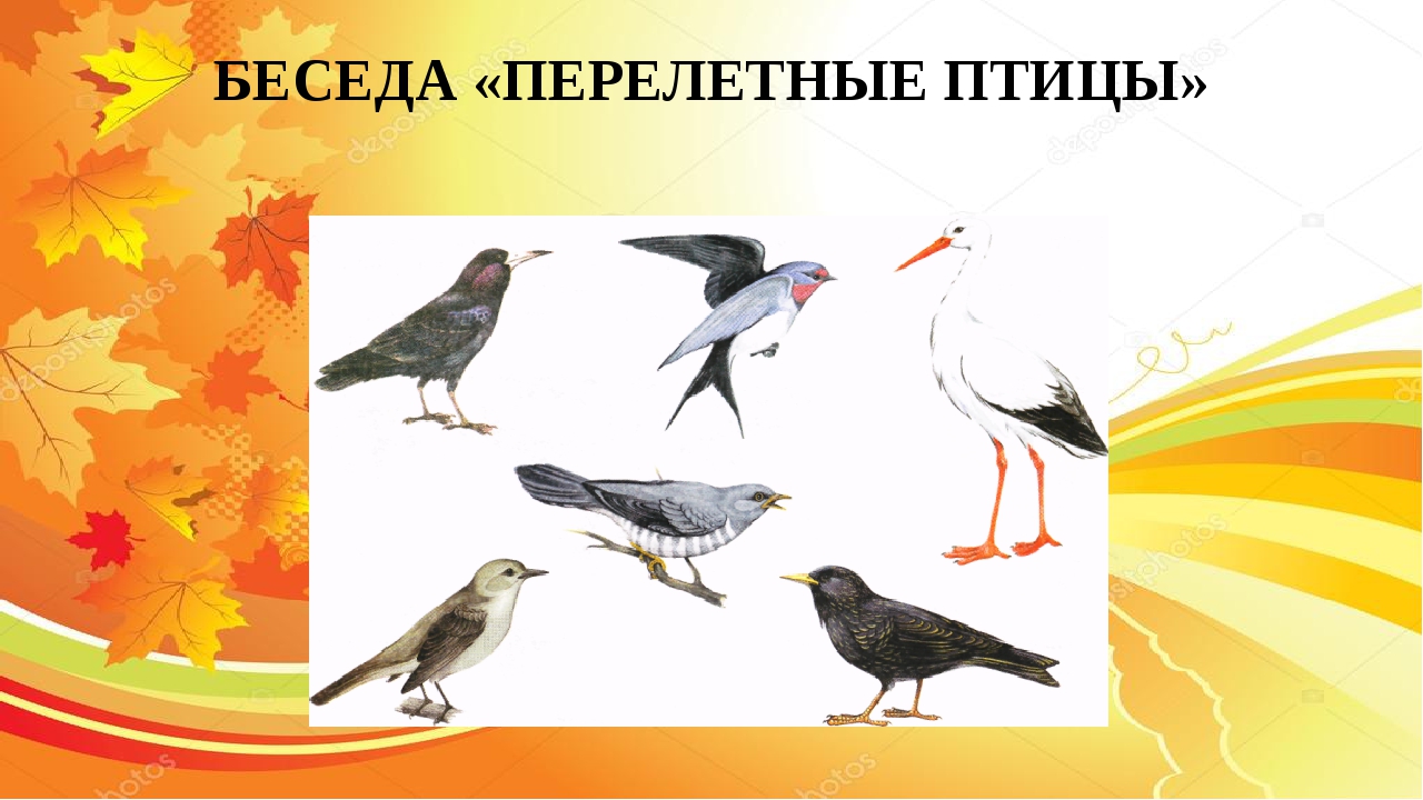 Знакомство С Перелетными Птицами В Старшей Группе
