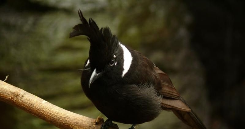 10 Perbedaan Cililin Jantan Dan Betina Secara Jelas Dan Akurat