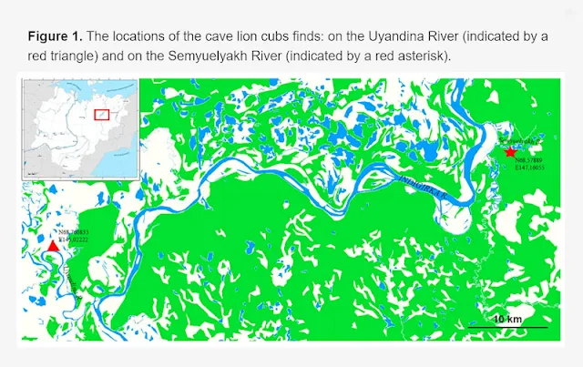 Location of lion cub finds