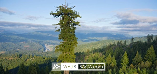 Menakjubkan, Inilah Pohon Setinggi 115 Meter, Menjadi Pohon Tertinggi di Dunia Menakjubkan, Inilah Pohon Setinggi 115 Meter, Menjadi Pohon Tertinggi di Dunia