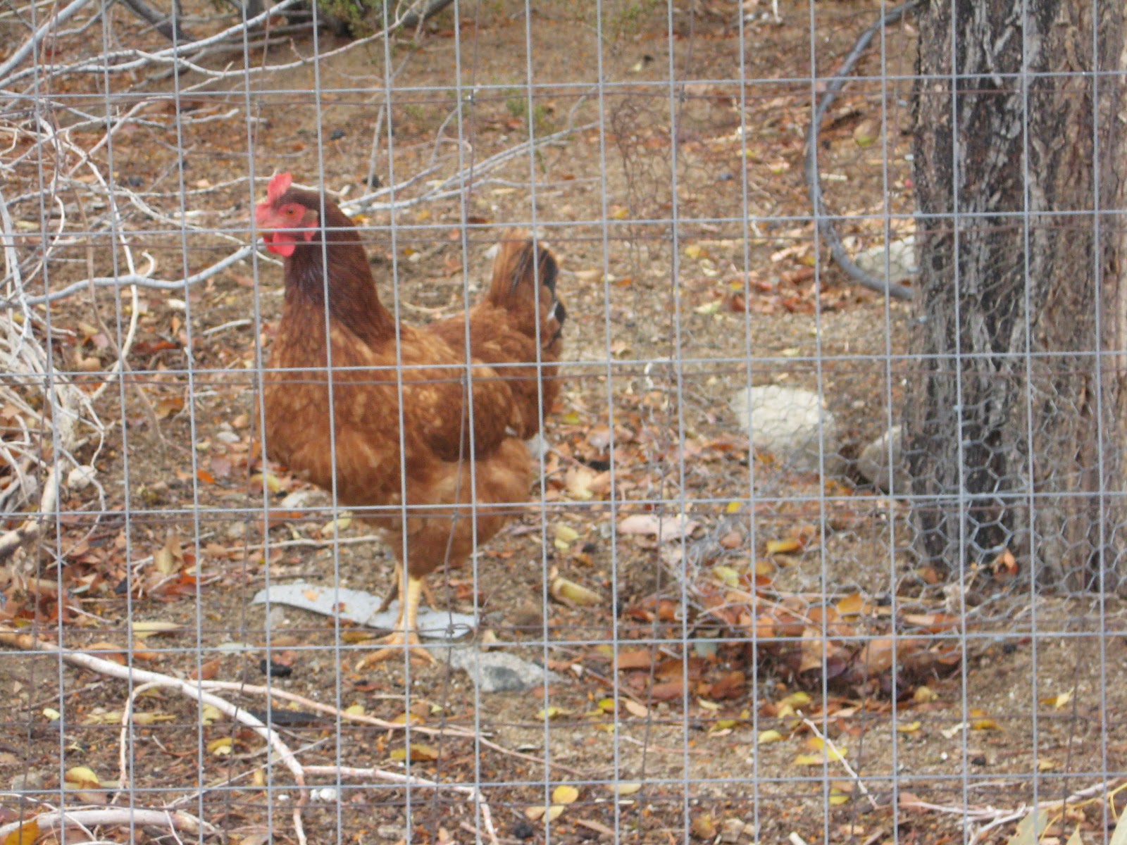 Birds and Beyond Bacon Grease For the Birds