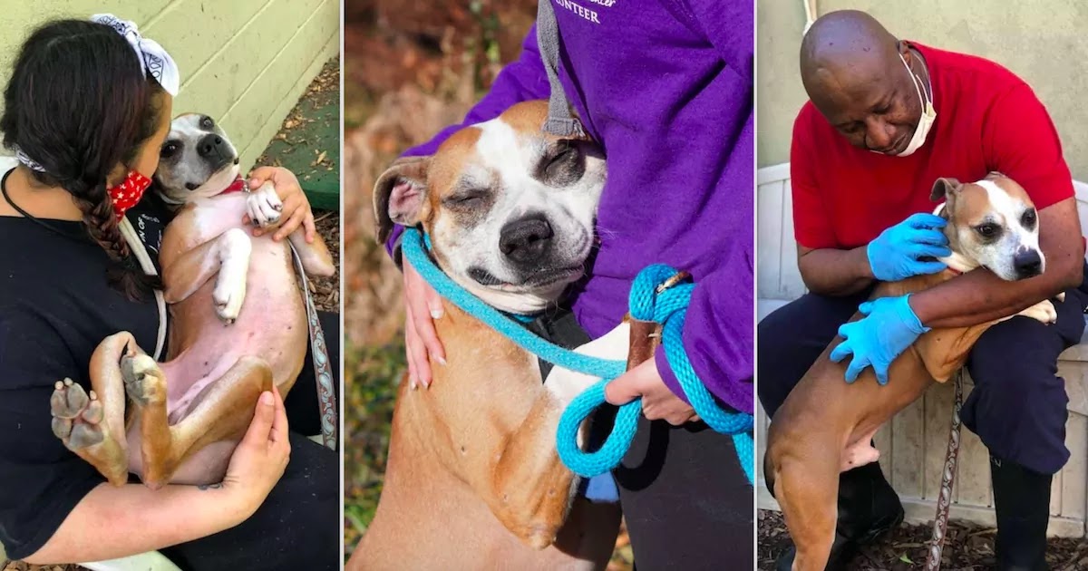This Grateful Rescue Dog Can't Stop Hugging Everyone He Meets But Still Hasn't Found His Forever Home This Grateful Rescue Dog Can't Stop Hugging Everyone He Meets But Still Hasn't Found His Forever Home