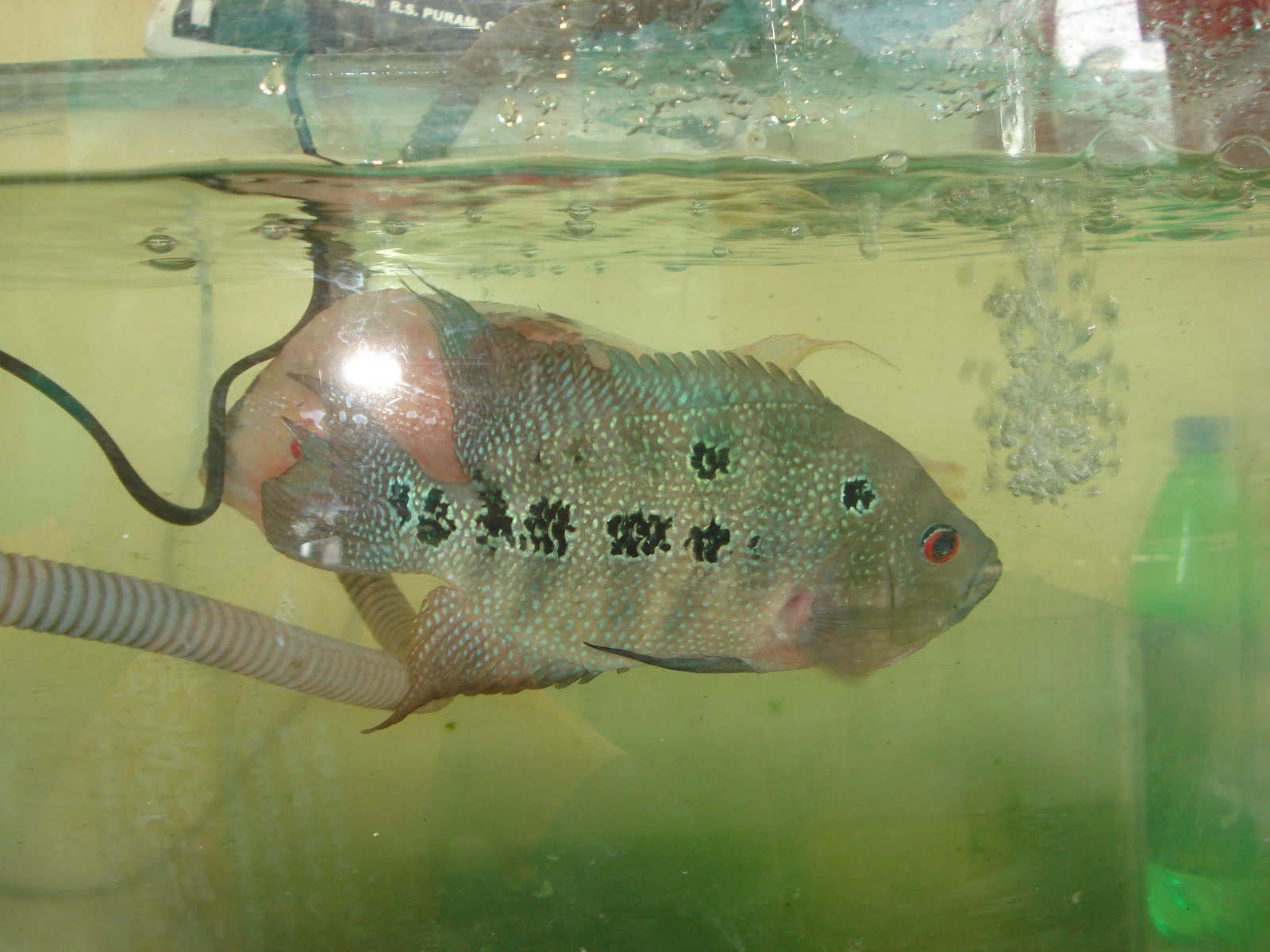 All about betta fish: breeding flowerhorn