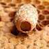 حضنة النحل،بيض النحل،حضنة الذكور،حبوب اللقاح،العسل/درس تطبيقي