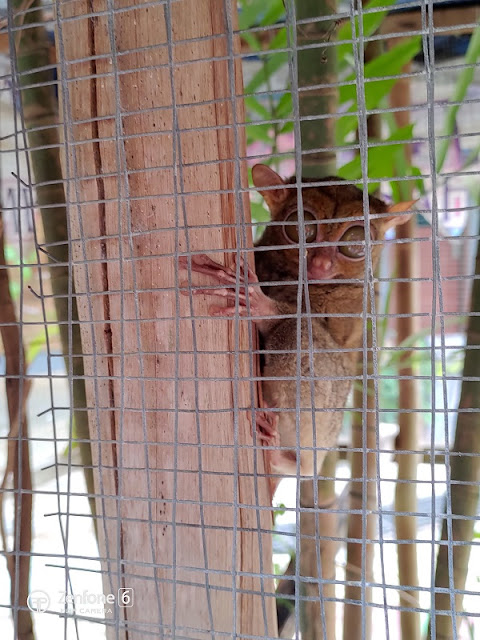 tarsius indonesia