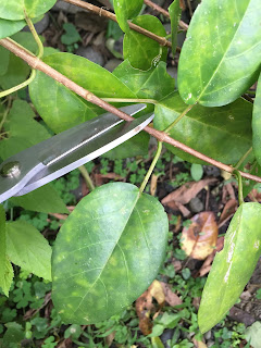 how to cut premna microphyllia