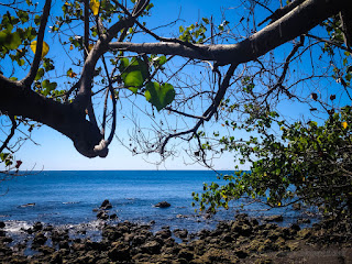 Natural Beauty Tropical Rocky Beach Scenery With Leaves And Branches Of Beach Tree At The Village Umeanyar North Bali Indonesia