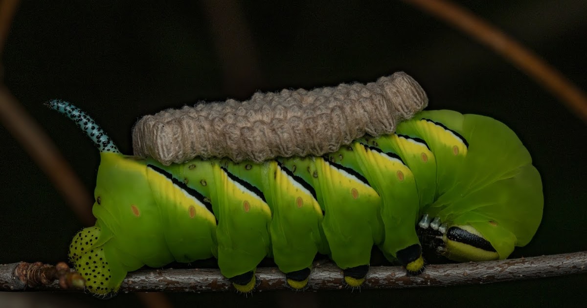 Bugs+Life Parasitic Wasps Eat Caterpillar Alive. Humans Destroy