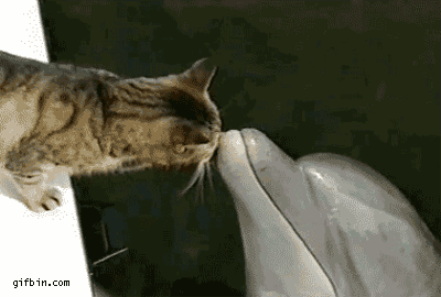 [Image: cat-dolphin-gif.gif]