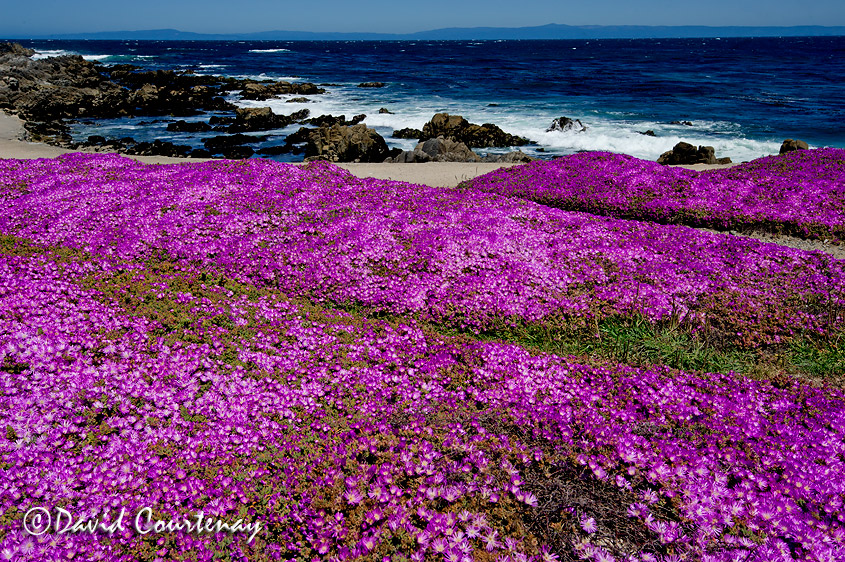 Wildlife Photography across the Water: Monterey Bay