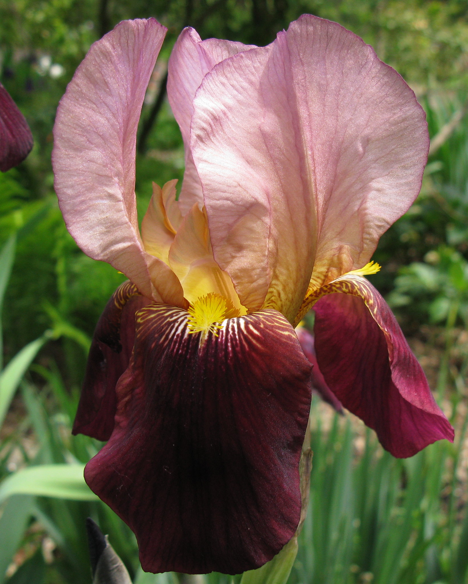Íris) / Iris (Iridaceae) .