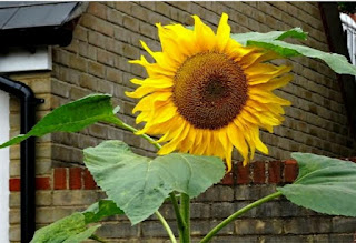 How to Plant Sunflowers