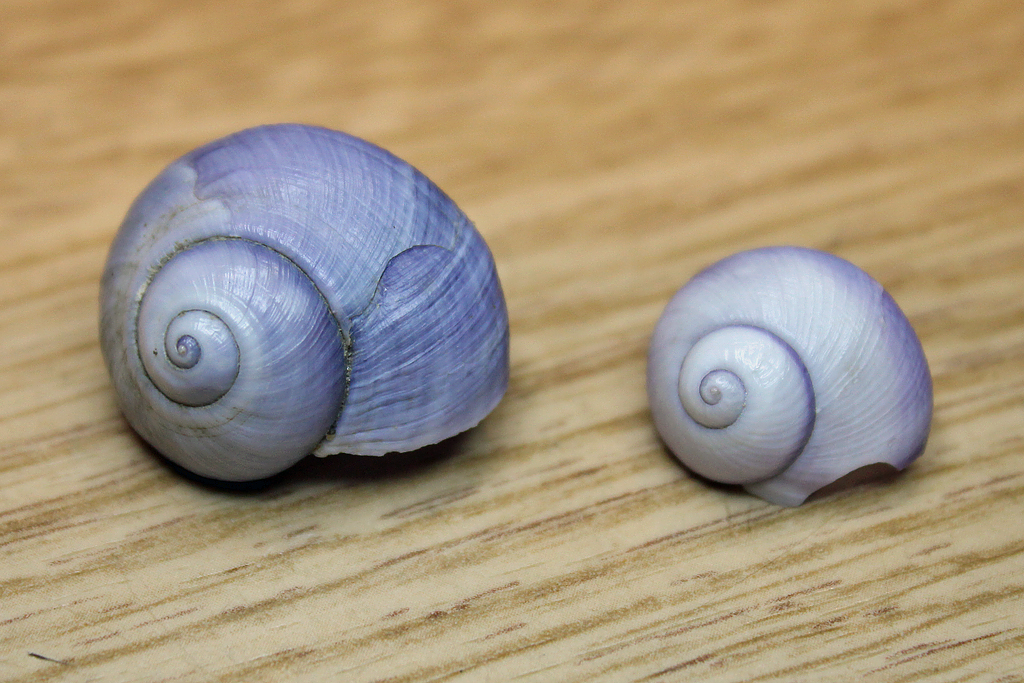 Gower Wildlife Violet Sea Snail at Whiteford