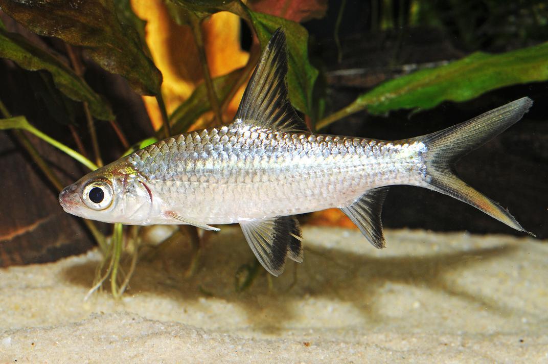 Types of Bala Sharks Fish Disease fishhobbyist