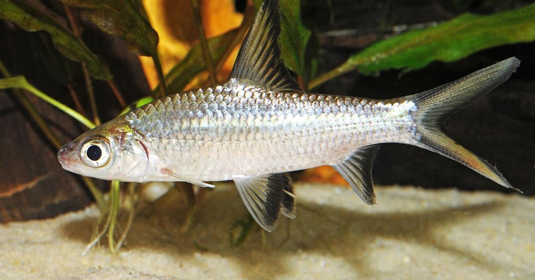 Types of Bala Sharks Fish Disease fishhobbyist