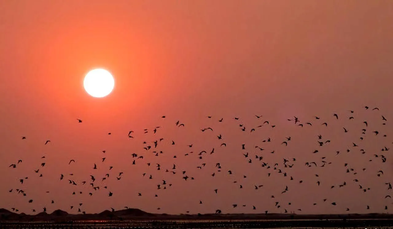 每年北門最壯觀的時刻｜黑腹燕鷗回潟湖過冬｜井仔腳成千上萬「黑點」超壯觀