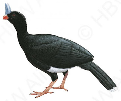 Horned Curassow