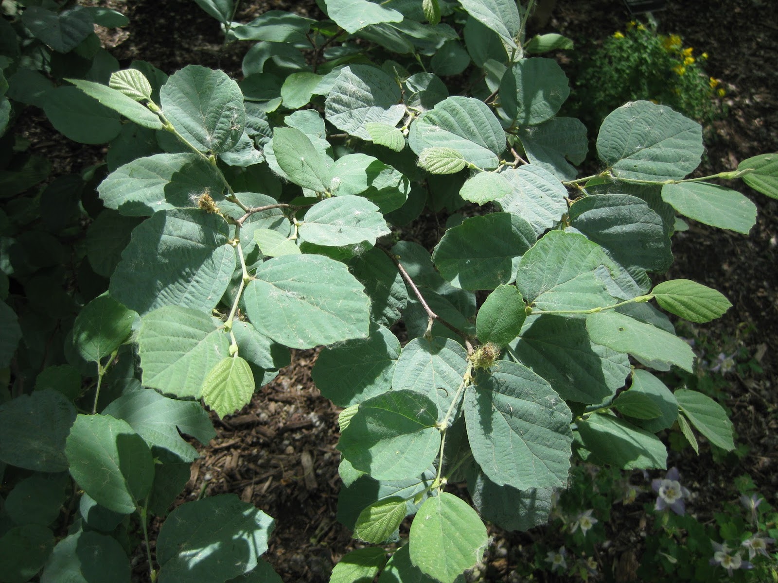 New Utah Gardener Caryopteris X Clandonensis Blue Mist Spirea