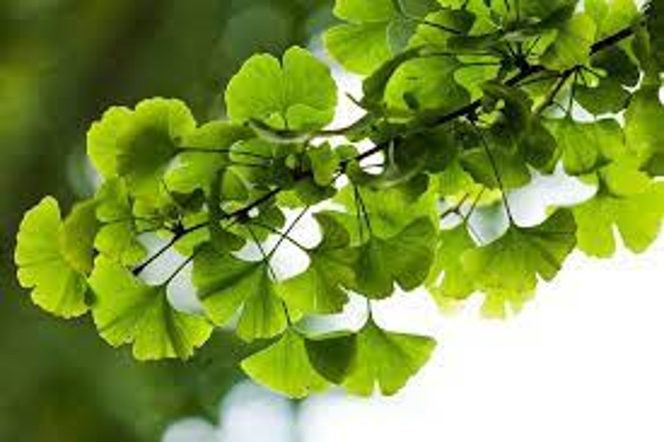 Vila KEBAIKAN GINGKO BILOBA