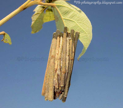 Bagworm Moth Bag