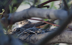 nest vermilion flycatcher birding gordon adventures fly