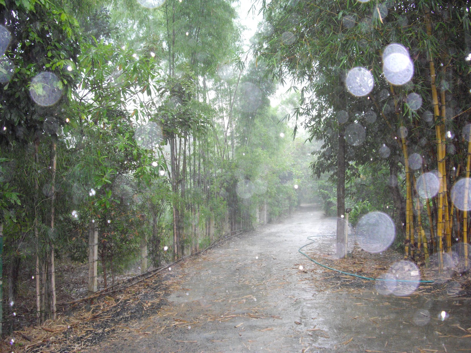 jane-s-journal-the-rainy-season-in-thailand