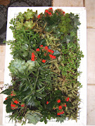 Encomende o seu jardim vertical! Neste quadro utilizei em torno de 16 .